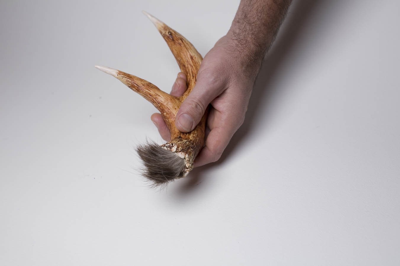 Deer antler shaker/rattle