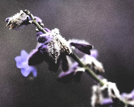 Muted purple flower photograph - 8x10 print