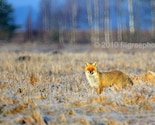 Winter landscape with fox  8.4x11.7  Fine Art Print