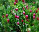 Red Clover so Softly 5 X 7