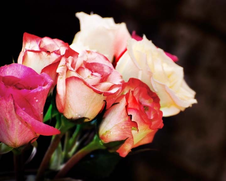 Roses Supposes - Original Signed Fine Art Photograph - Julie Kruger