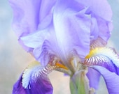Pale Iris photo