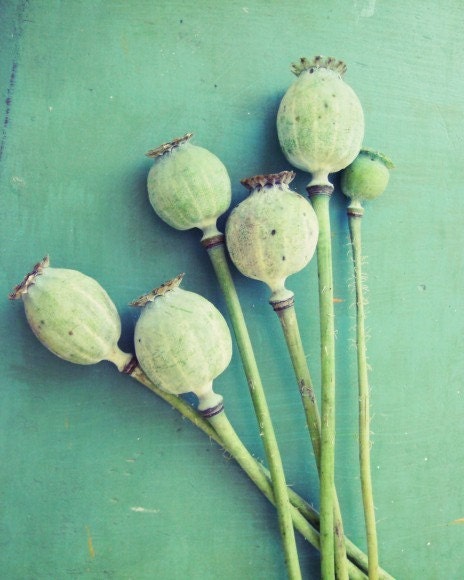 Bouquet of poppy Pods - Still Life Photograph  Nature collection 
mint green - 8x10 by Honeytree