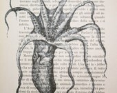 Octopus Print on Vintage Italian Text - 5 x 7