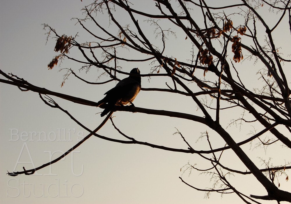 Alone On The Branch 7 x 10 Inch Fine Art Photograph Print