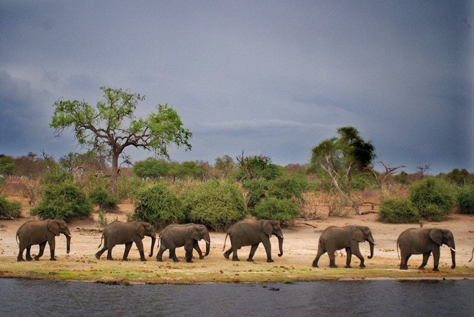 elephants walking along the zambezi river