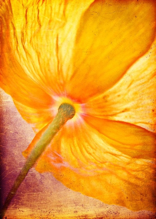 BOGO - Golden Poppy (Fine Art Photographic Print)