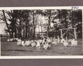 Vintage Black and White Photograph of Chickens vp015