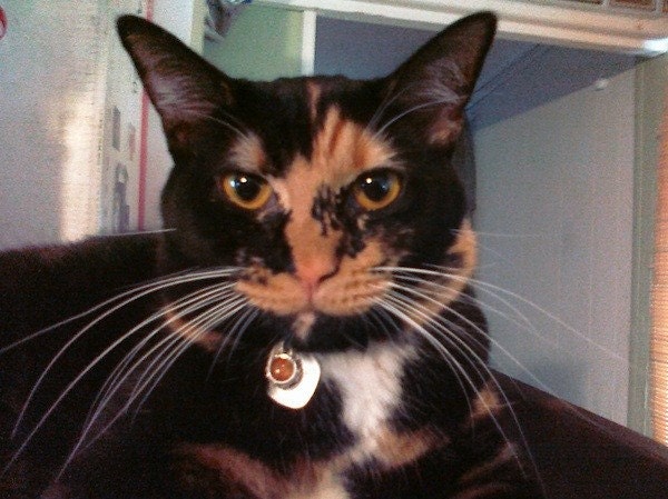 Sugabunny Sparkle Pet Lovers collar ID charm with Humane Society donation
