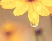 Yellow Flower and Waterdrop 8x8 Fine Art Photography Print