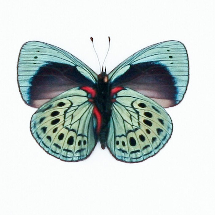 Charles Darwin Butterfly Framed Butterfly Art