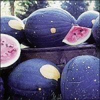 Watermelon The Moon and the Stars Organic Heirloom Seeds - Garden Seed Melon
