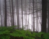 Foggy Forest - Blank Photo Greeting Card