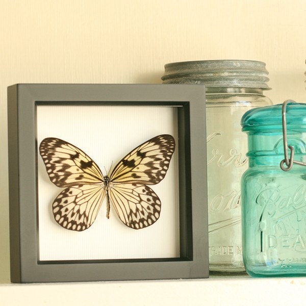 Rice 
Paper Butterfly Framed Display - idea leuconoe