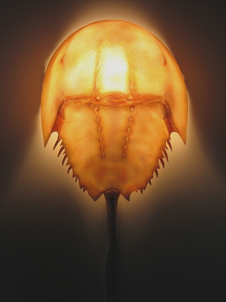 Horseshoe Crab Wall Sconce Lamp