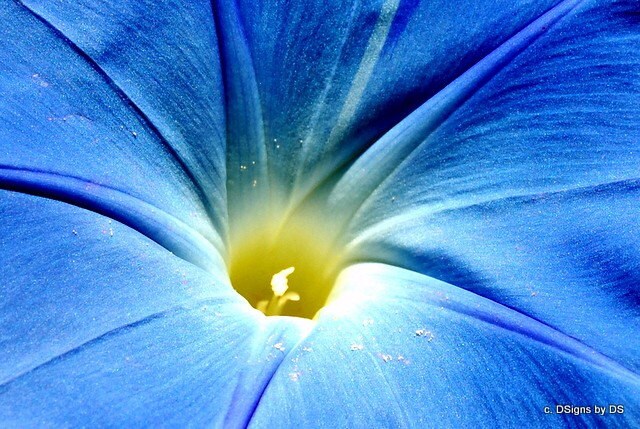 Heavenly Blue Morning Glory Close up