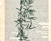 Tarragon herb dictionary book page collage art print Buy 3 get 1 free