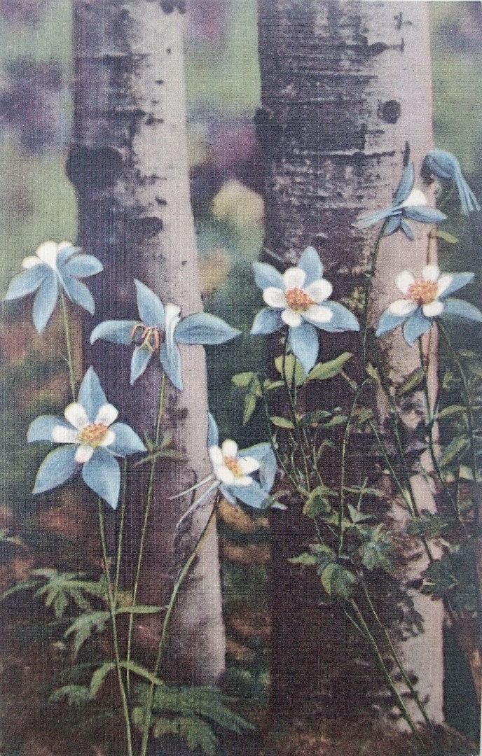 Linen Columbines Postcard Unused