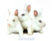 THREE BUNNIES signed fine art reproduction