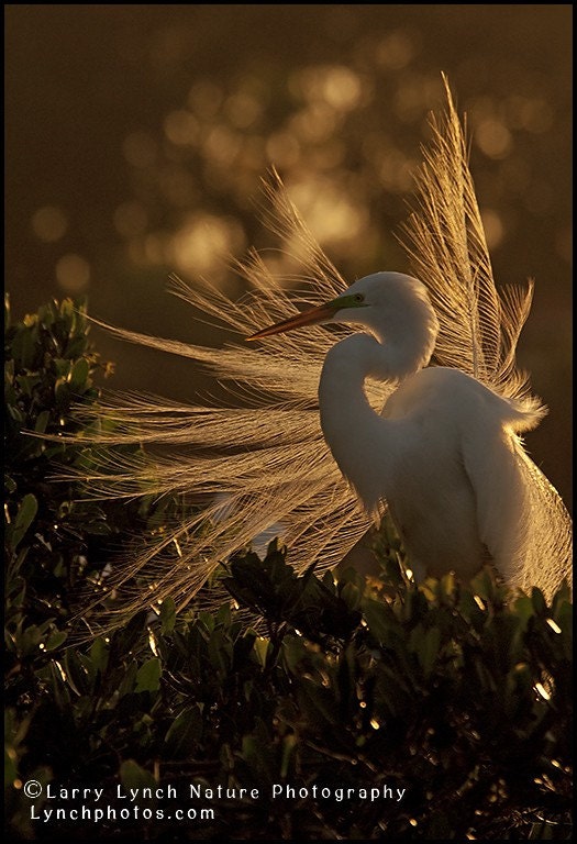 Great Egret in Breeding Plumes at Sunset