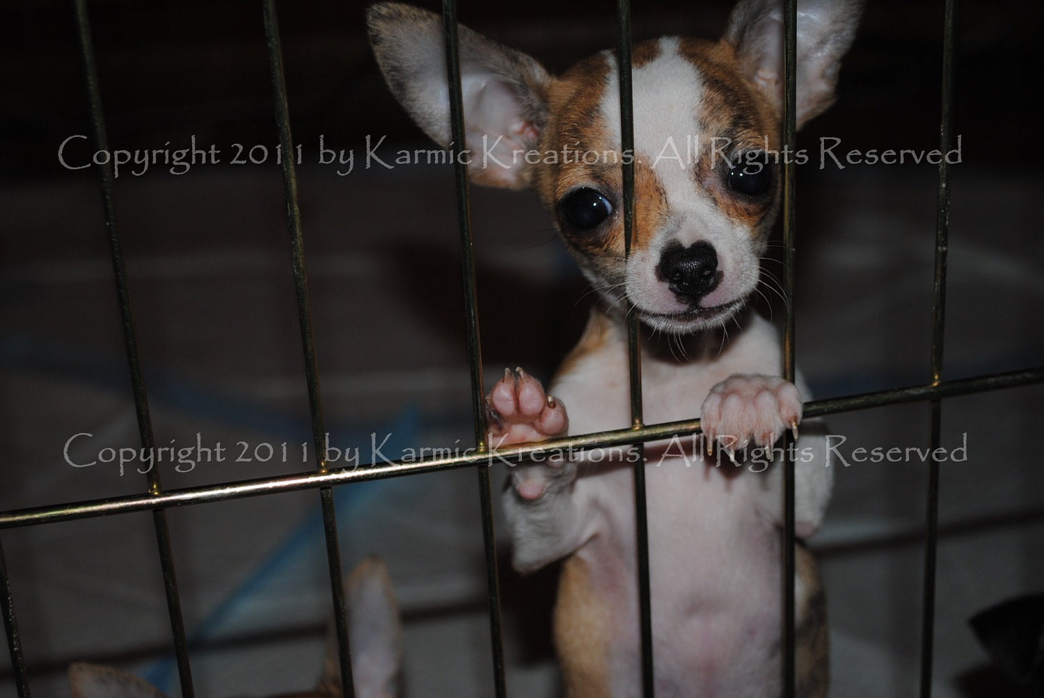 Hope - Photograph - U Choose Size - Animal Rescue Charity Donation