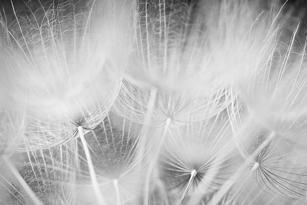 On Sale Ends Tonight - 12x18 Poster - Softness of a Dandelion - Fine Art Abstract Flower Photograph - Pearl Paper - fluffy black white