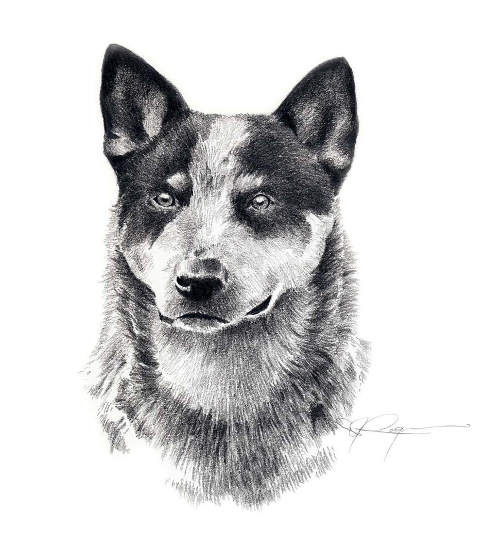 AUSTRALIAN CATTLE DOG Art Print Signed by Artist DJ Rogers
