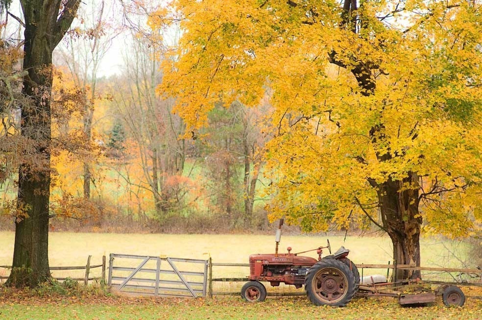 Nature Photography, autumn tractor orange fall rust red yellow golden leaves - fine art harvest photography