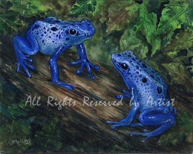 Blue Poison Dart Frogs Art Print Reproduction