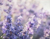 Lavender Fields - 8x10 Fine Art Photography Print