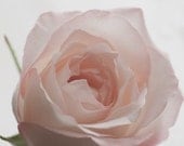 Breathe.... soft pink rose fine art flower photo by leapinggazelle