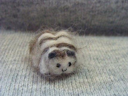 curly long haired guinea pig.  long haired texel guinea pig by 