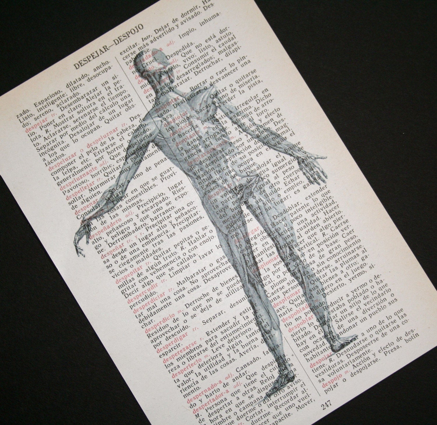 Anatomical Muscle Man on Spanish Dictionary - 5 x 7