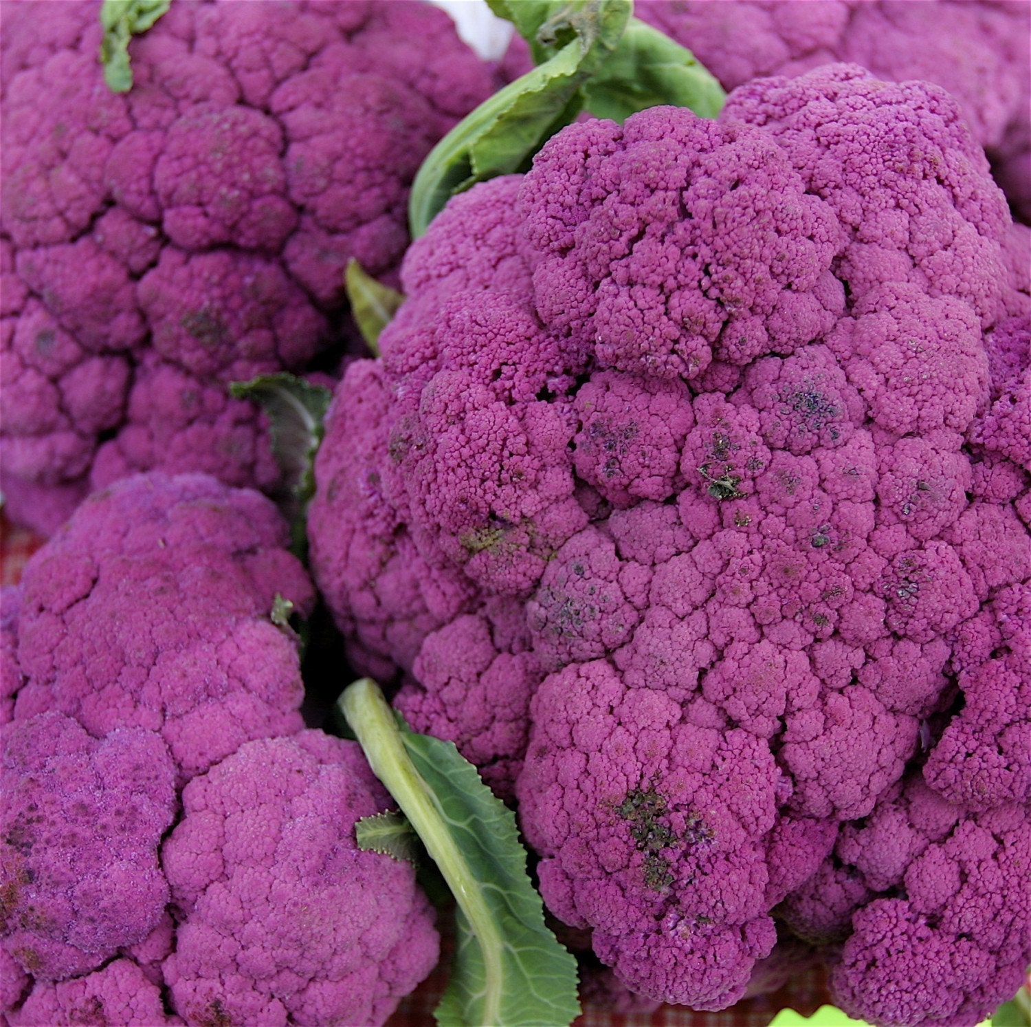 Organic Heirloom Purple of Sicily Cauliflower Garden Vegetable Seed