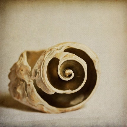 Spiral (Conch Shell), 5x5 Fine Art Photograph by Tricia McKellar (5649)