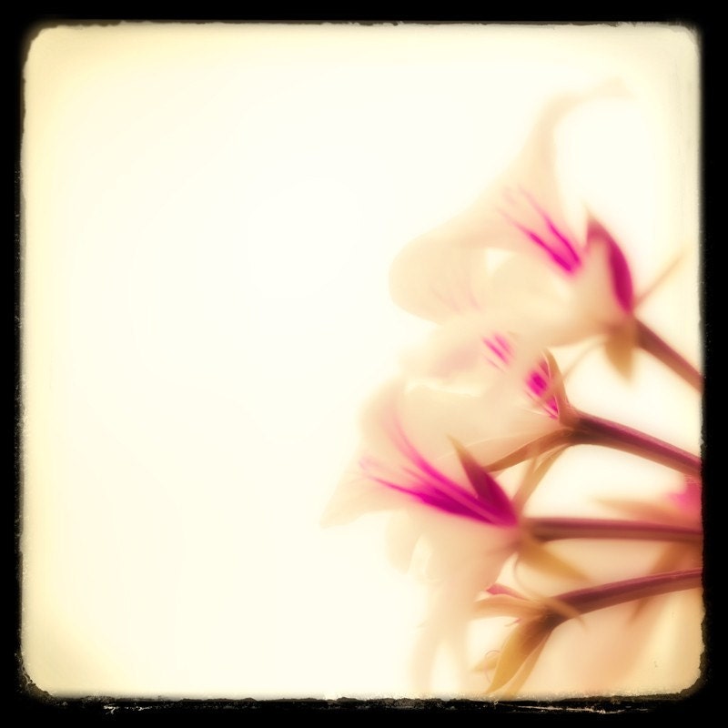 Fine Art TTV Flower Photography Print-Secret Garden 8x8