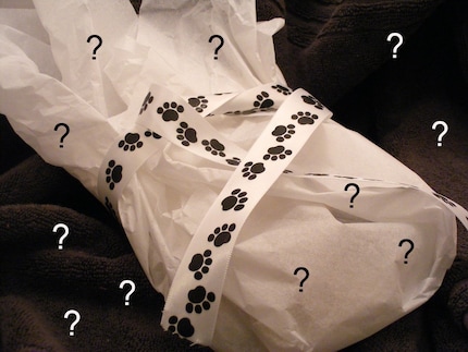 Mystery Grab Bag for Pets and their Humans