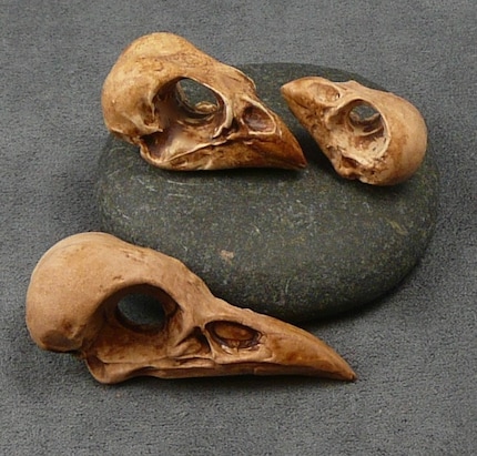 Set of 3 Faux Bird Skulls--Free Shipping