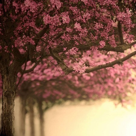 Cherry Blossom Lane, A Fine Art Nature Photography Print (12x12 BOGO SALE