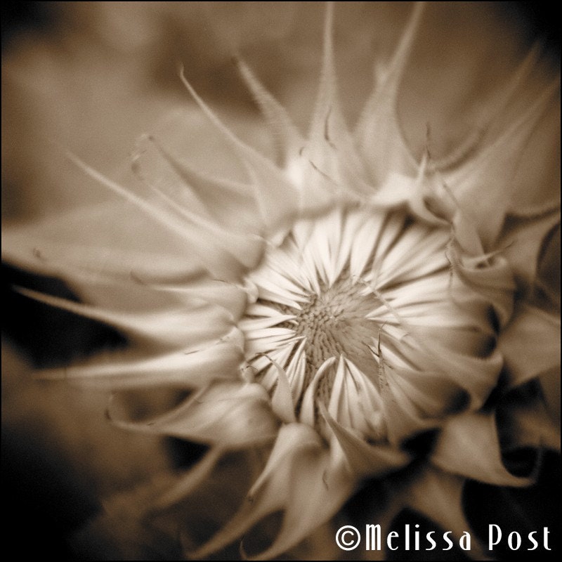 Close Up, Sepia Toned Photograph of Sunflower