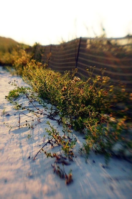 4x6 Beach Grass - Fine Art Photograph