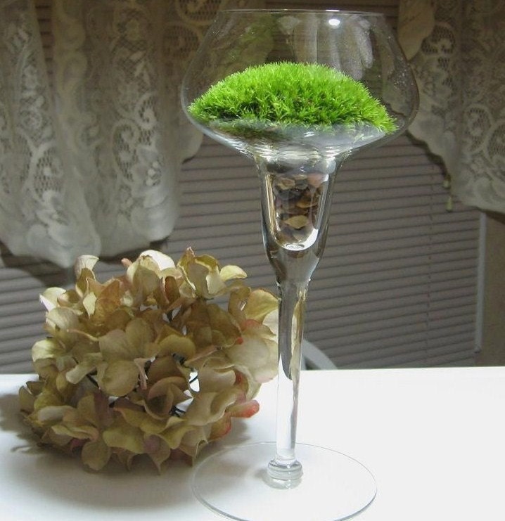 Moss Terrarium   An Elegant gift from Nature