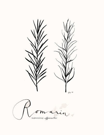 Romarin 8.5X11 - Collection -Art Culinaire-