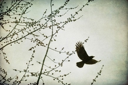 Blackbird, Fly - Original Fine Art Photograph