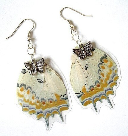 REAL BUTTERFLY WING earring/Delphis HW by Butterflysenses on Etsy