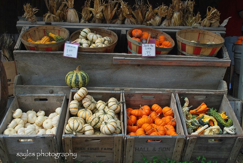 Pumpkin Roadside Display in Fruit Crates filled with Orange White Green Yellow Colors in Autumn Fall at a Barn Yard Farm in Midwest Midwestern Art Gift Photograph Photography