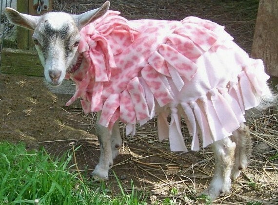 Yep  I make clothes for all types of Furbabies  PINK LEOPARD GOAT COAT
