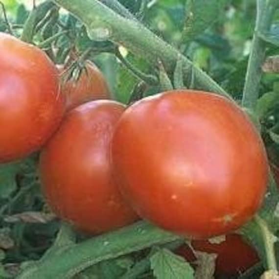 PIF Super Sioux Tomato - Wonderful Organic Heirloom Seeds - Perfect Garden Tomato Seed