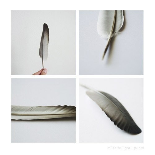 Feathers Set of 4 5x5 prints