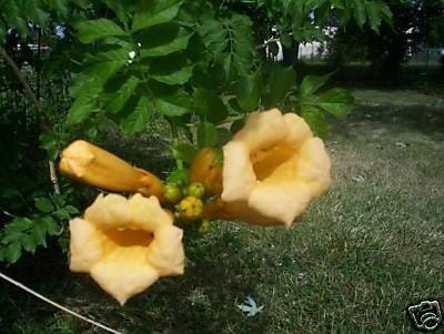 trumpet vine seeds. 20 yellow trumpet vine seeds free shipping. From bergertime